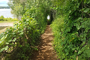 Access to Lac Nominingue on a nice little pathway