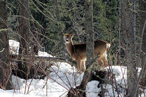 Deer in the nature