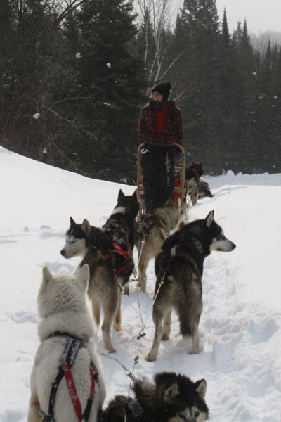 Dog sledding ride